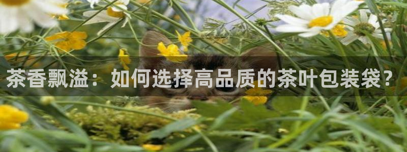 金年会是正规的吗