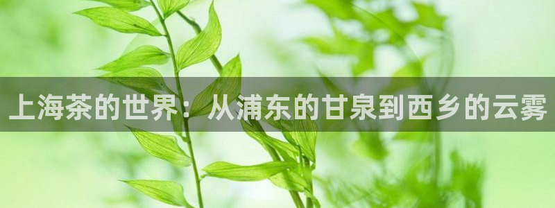 金靖年会