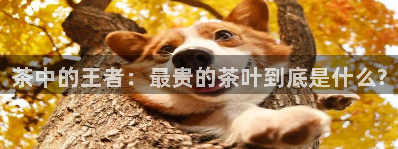 金年会手机官网