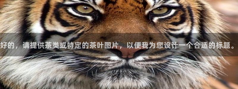 澳门与金年会的关系