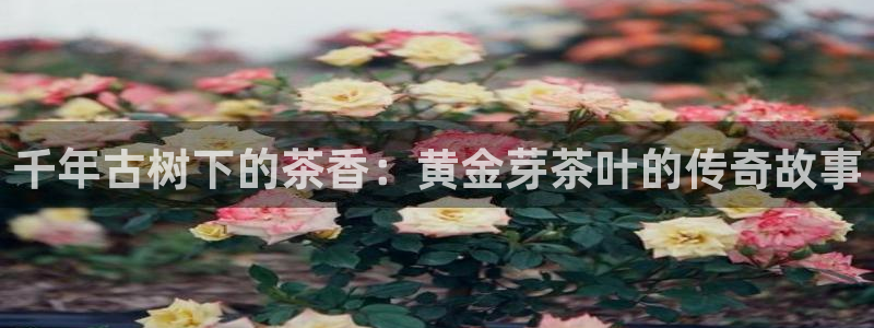 金年会首页登录