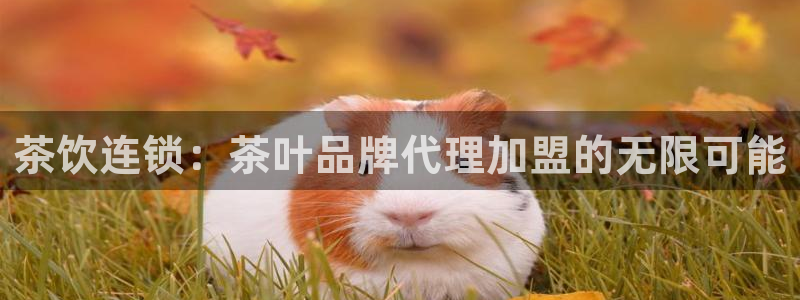 金顶年会